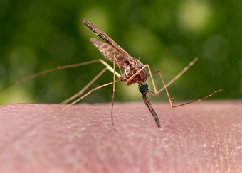 В России зарегистрирован первый ПЦР-тест для выявления малярии